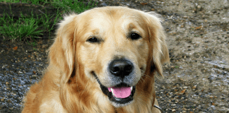 Los Golden Retriever