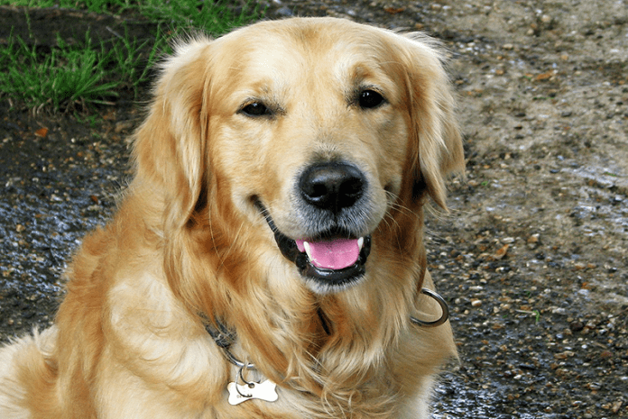 Los Golden Retriever