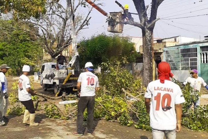 Trabajos de poda