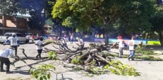 En Carabobo: Realizan jornadas de limpieza y poda