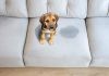Para que los perros no orinen dentro de casa