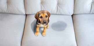 Para que los perros no orinen dentro de casa
