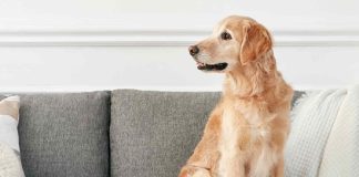 Perros de compañía