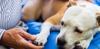 Debemos estar atentos ante la presencia de bultos en la piel de nuestros perros Bultos o protuberancias cutáneas