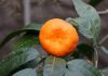 Beneficios de la infusión de cáscara de mandarina La mandarina