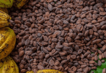 Cacao merideño