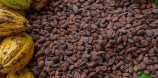 Cacao merideño