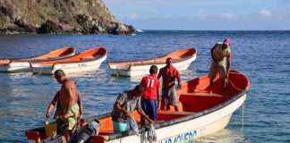 medusas Bola de Cañón
