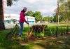 Naguanagua: Alcaldía ejecuta programa de ornato público Ornato público