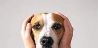 El sentido auditivo en el perro