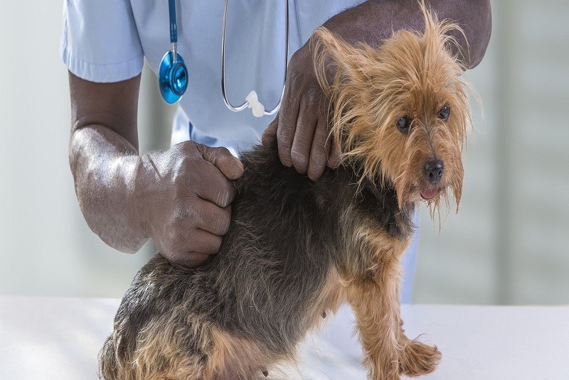 acne-perros El acné canino