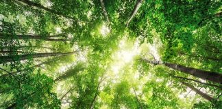 El Día Internacional de los Bosques