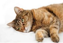 tranquilizar a un gato