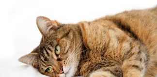 tranquilizar a un gato