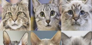 La personalidad de los gatos