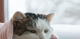 Tu gato se siente solo