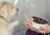 Dulces a las mascotas