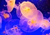Medusas