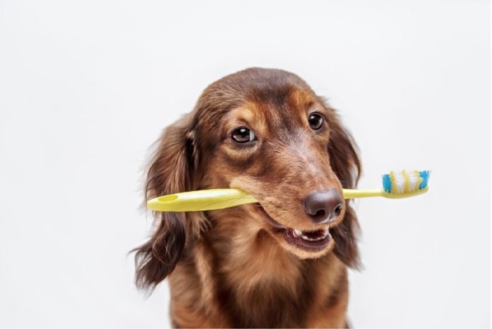 salud dental canina La higiene bucal