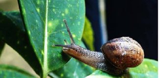 Trucos para eliminar Caracoles del Jardín