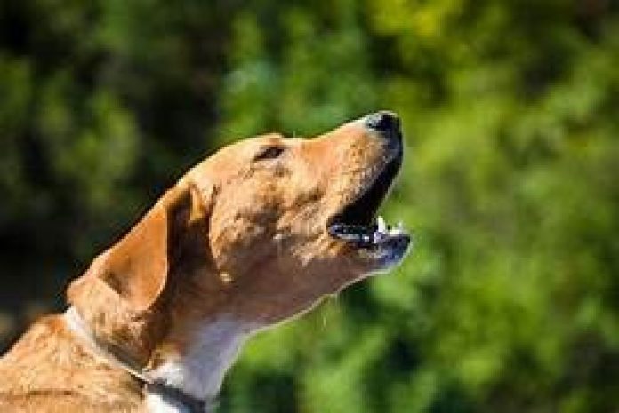 EL PERRO LADRA mi perro anciano ladra sin motivo