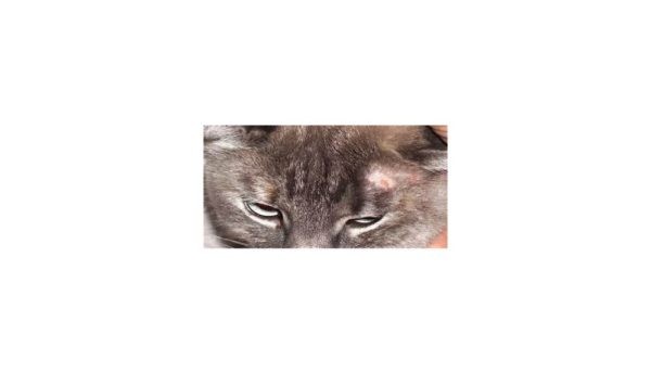 Las enfermedades seborreicas de los gatos