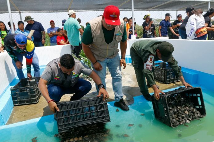 Tortugas tortugas