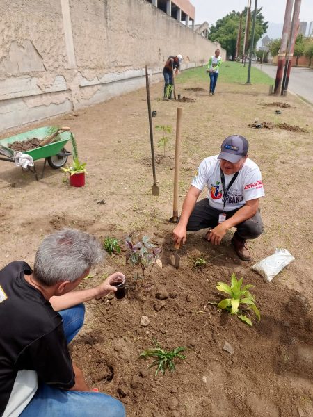 reforestación