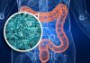 La microbiota intestinal