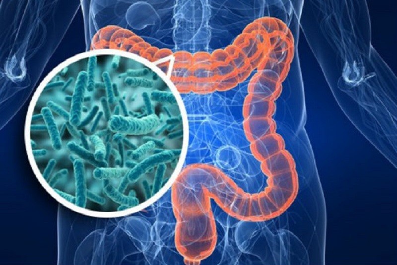 biota La microbiota intestinal