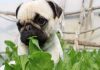 Beneficios de la espinaca para su perro Beneficios de la espinaca para su perro