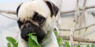 Beneficios de la espinaca para su perro