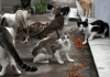 Pdte. López Obrador declaró a 19 gatos como activos fijos de México