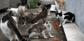 Pdte. López Obrador declaró a 19 gatos como activos fijos de México