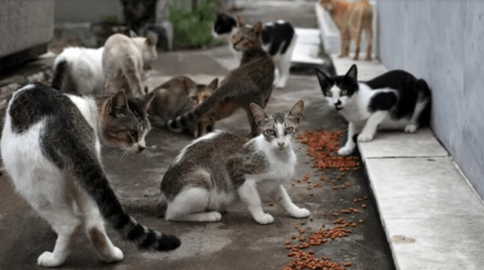 Pdte. López Obrador declaró a 19 gatos como activos fijos de México