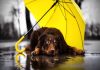Cuida a tu perro en temporada de lluvia.