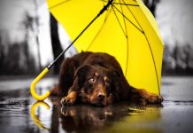 Cuida a tu perro en temporada de lluvia.