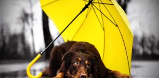 Cuida a tu perro en temporada de lluvia.