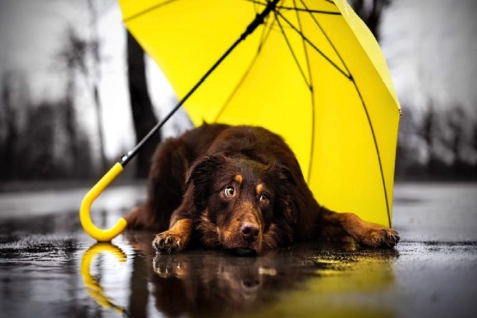 Cuida a tu perro en temporada de lluvia.