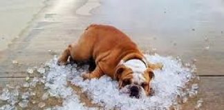 Golpes de calor