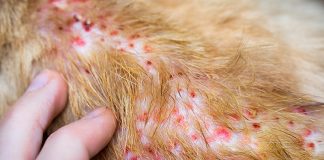 ¡OJO CON ESTO! Enfermedades seborreicas en los gatos Las enfermedades seborreicas de los gatos
