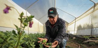 Día Internacional de la Papa-Venezuela