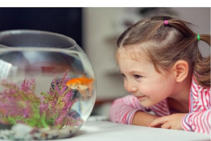 PECES Un pez