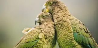4 datos sobre los loros
