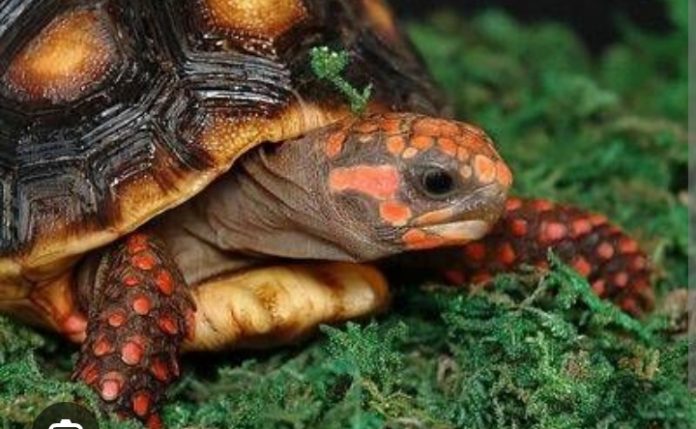 Las tortugas de patas rojas