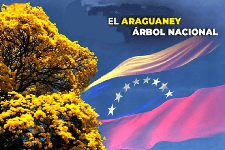 Se-cumplen-73-anos-desde-que-el-Araguaney-fue-declarado-600x386