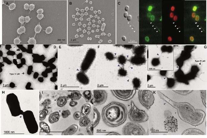 ciencia Científicos demuestran por primera vez que las cianobacterias marinas se comunican