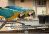 las guacamayas