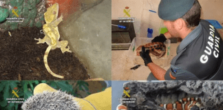 Animales que no deben ser mascotas Animales que no