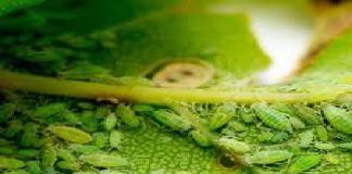 Trucos caseros para eliminar el pulgón de tus plantas